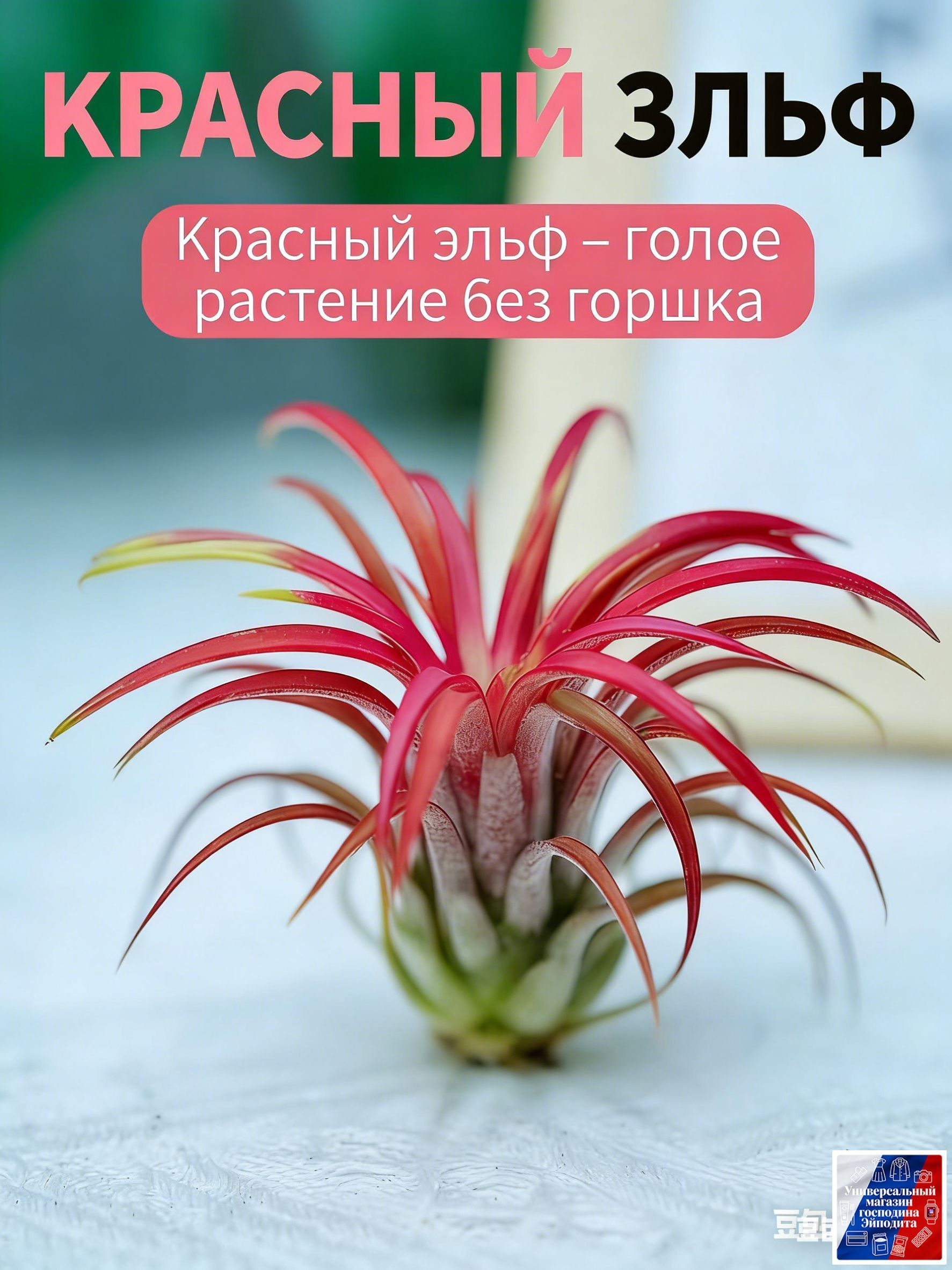 Воздушныетилландсиидлядома:неприхотливыерастения,очищающиевоздух.