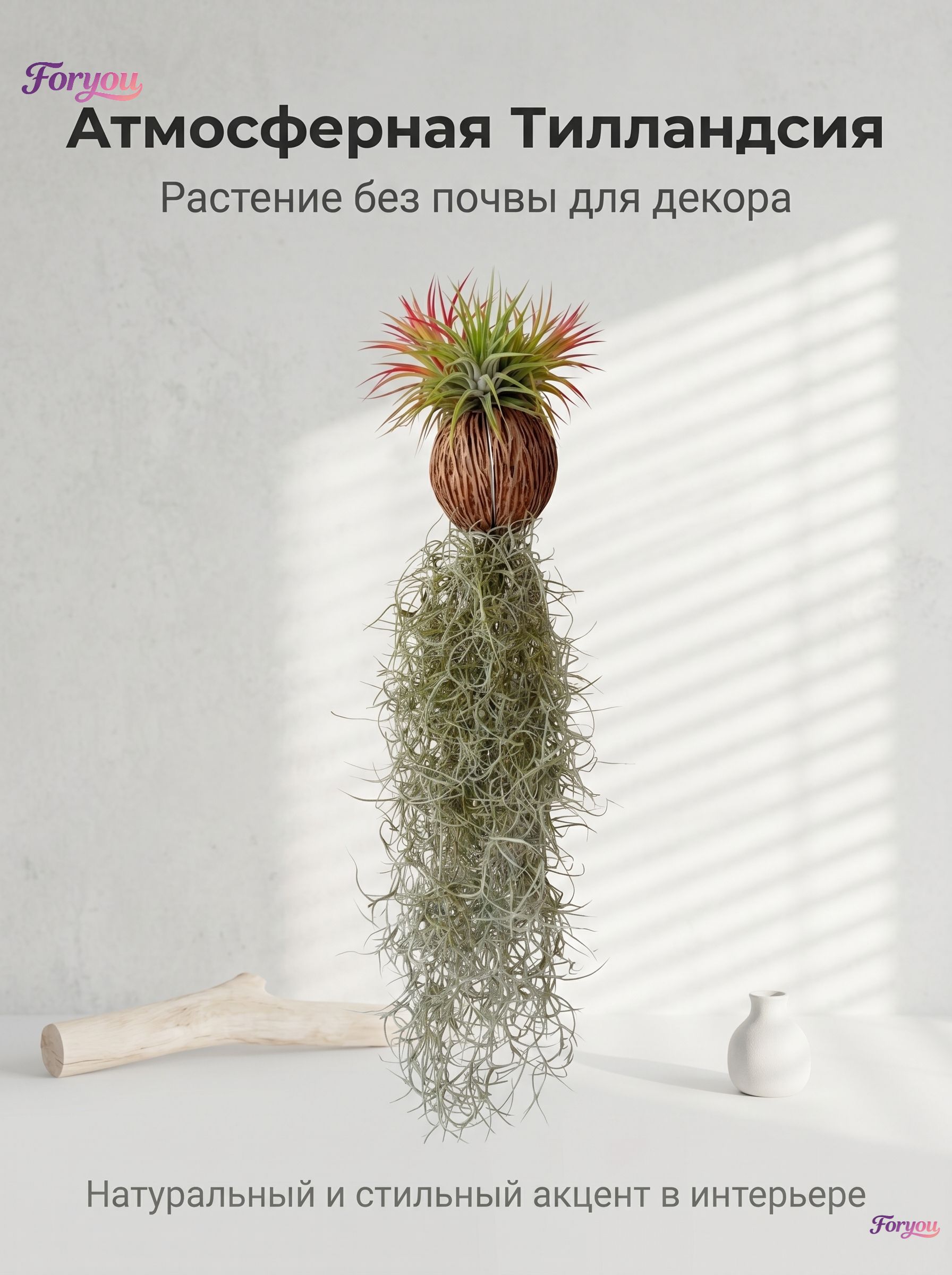 Воздушныетилландсиидлядома:неприхотливыерастенияочищающиевоздух