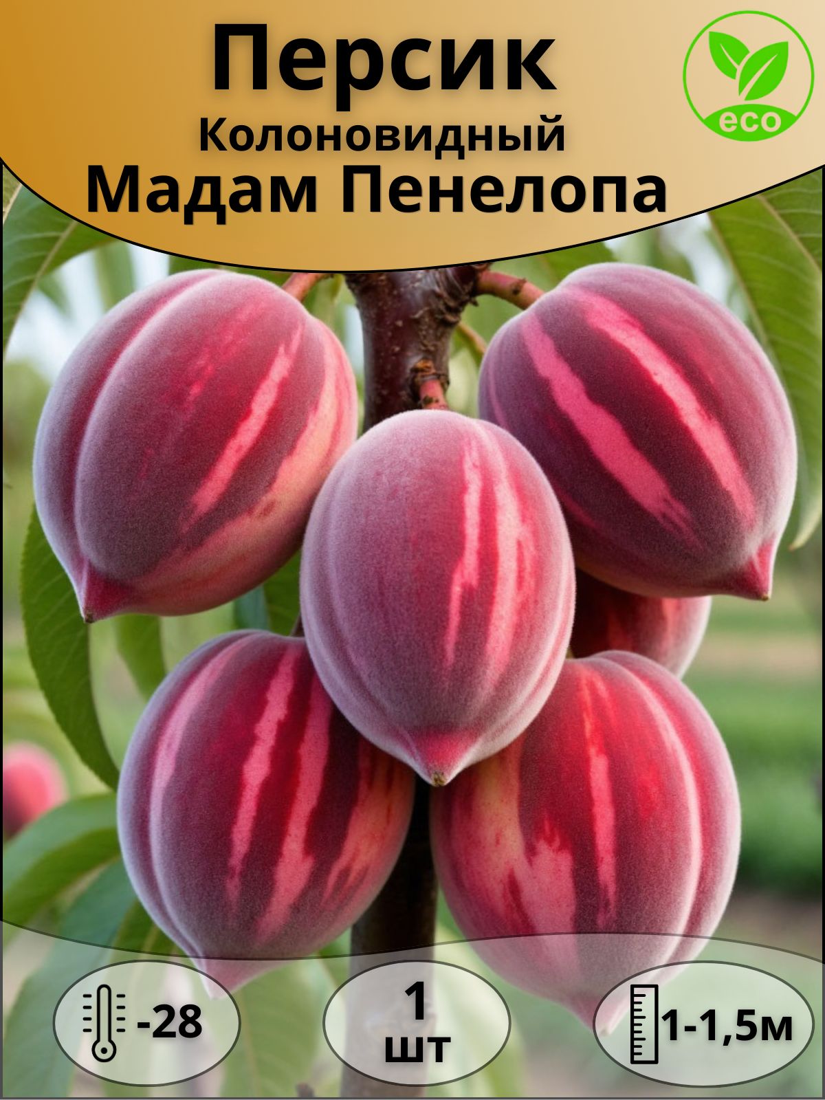ПерсикколоновидныйМадамПенелопа,саженец,1шт